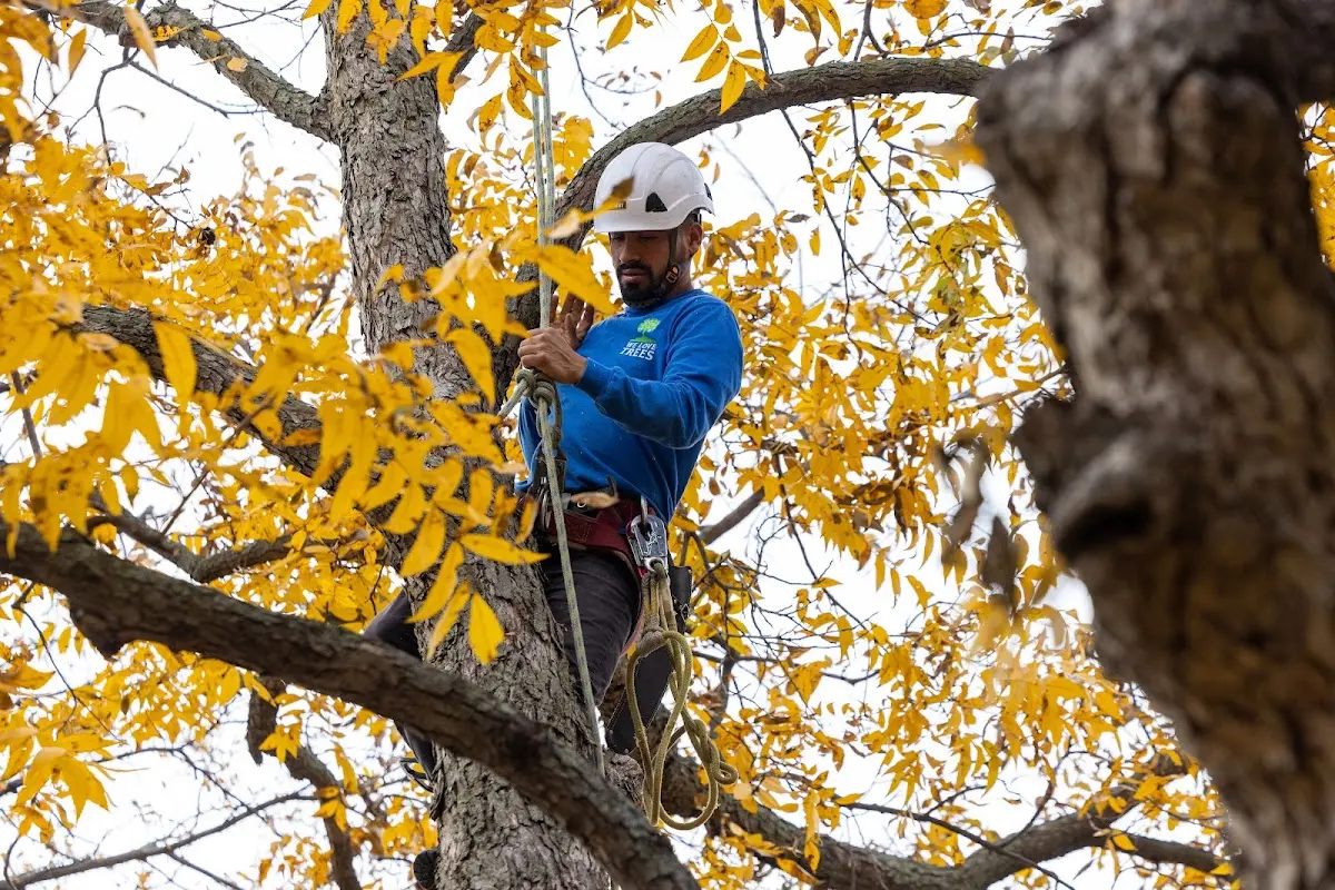 Skilled Tree Pruning crew working in Rocky Ridge