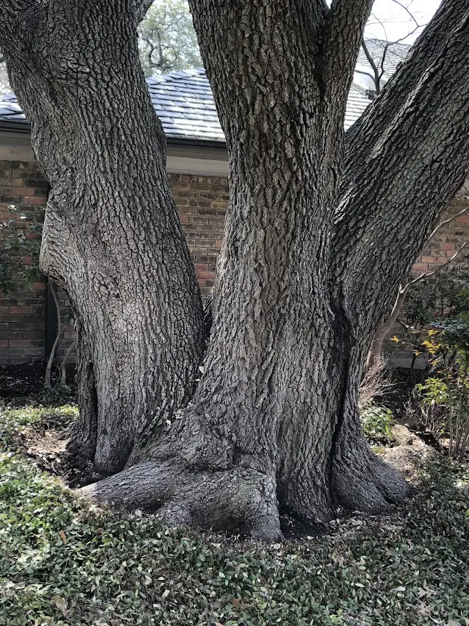 Mature heritage tree close to a Rocky Ridge property cared for by certified arborists