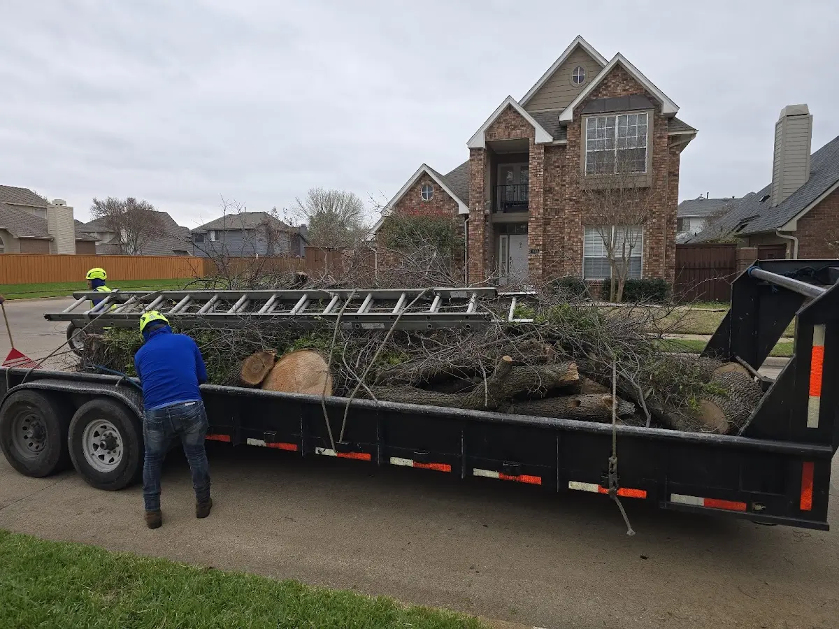 Expert Tree Pest Control with proper safety equipment in Rocky Ridge